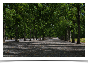 tree lined walkway.